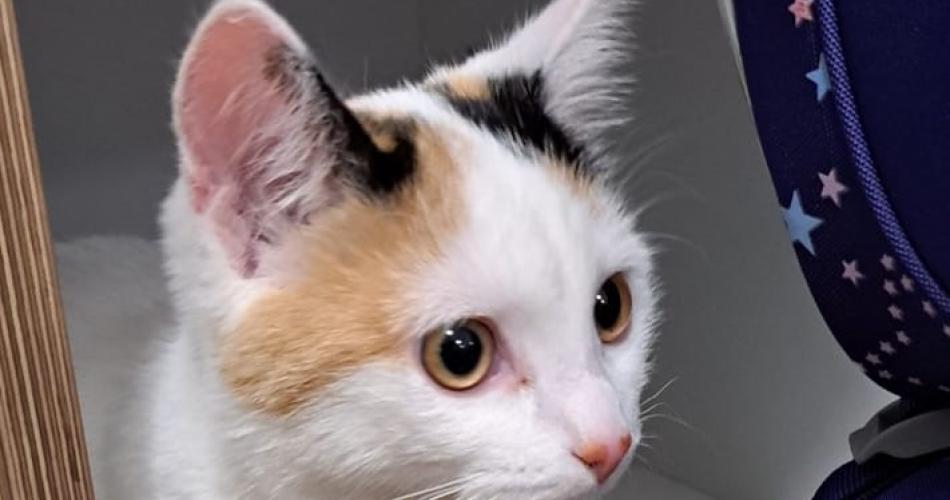 Katze